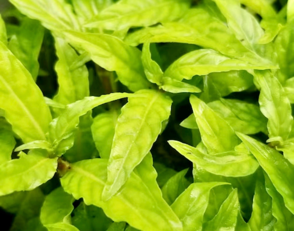 Staurogene sp Porto Velho