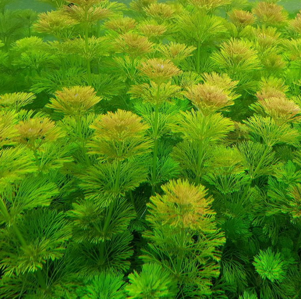 Limnophila Sessiliflora