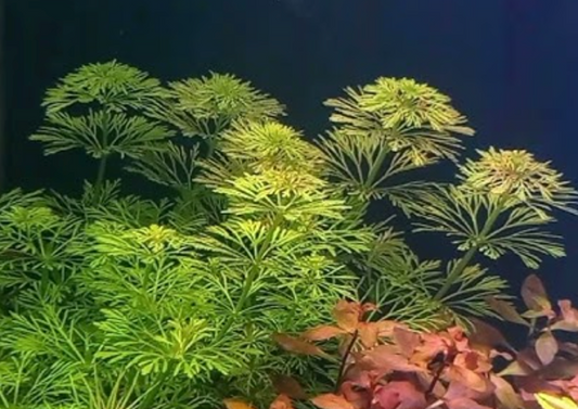 Limnophila Sessiliflora