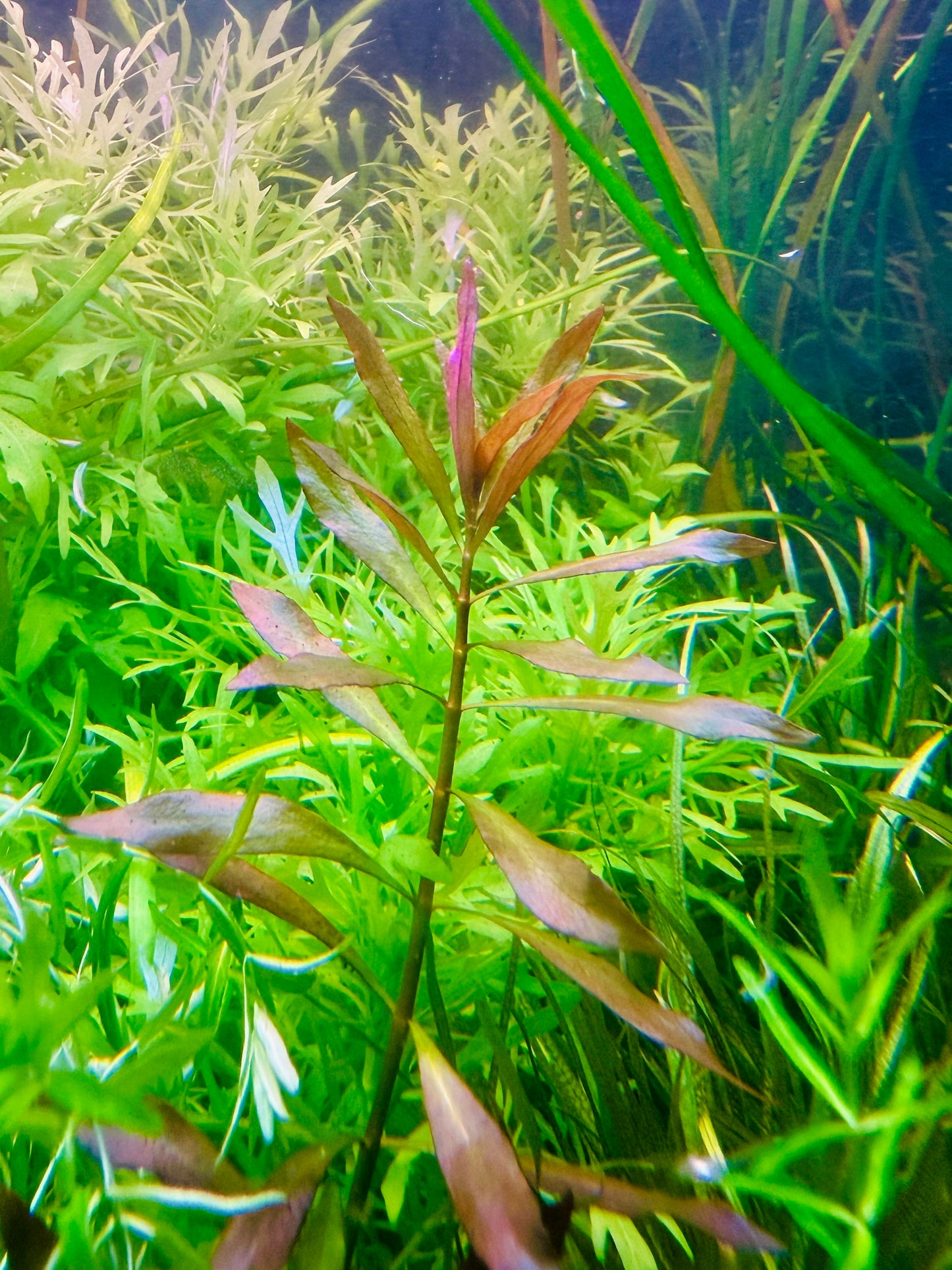 Ludwigia Hybrid Narrow Leaf (red)