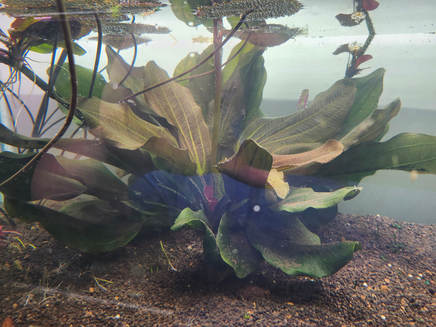 Echinodorus Reni