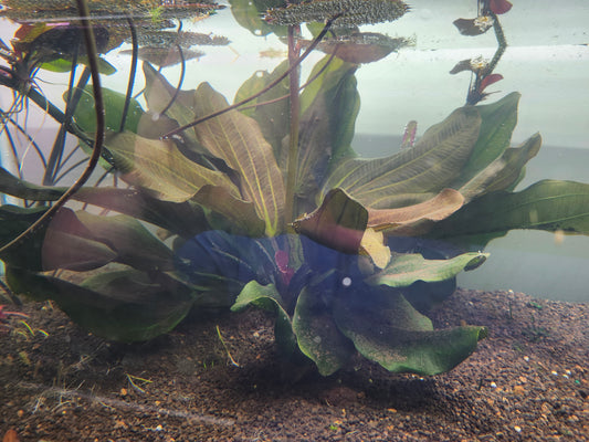 Echinodorus Reni