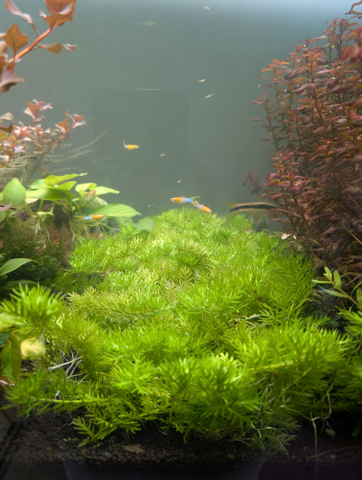 Hottonia Palustris
