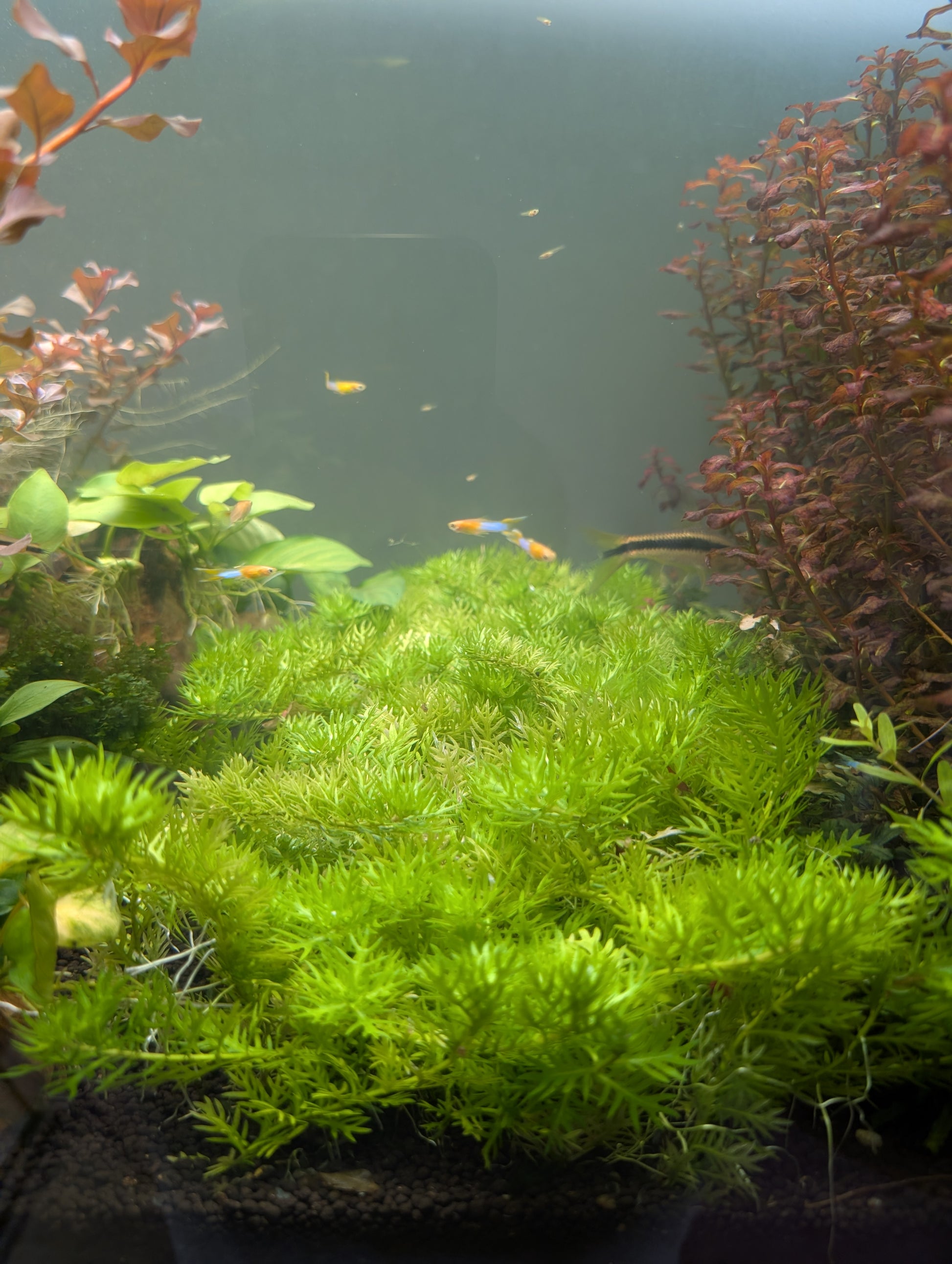 Hottonia Palustris Aquatic Plant Man hottonia-palustris-aquatic-plant-man