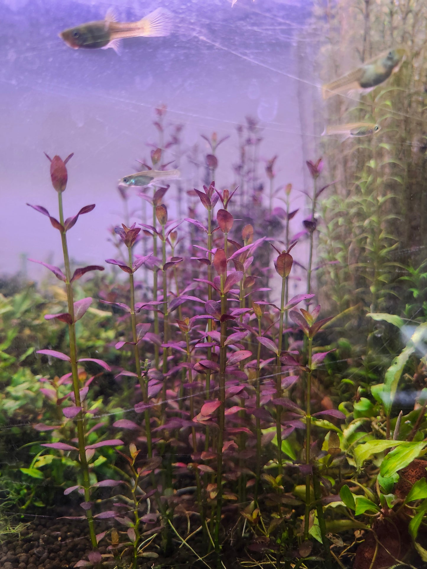 Rotala Florida