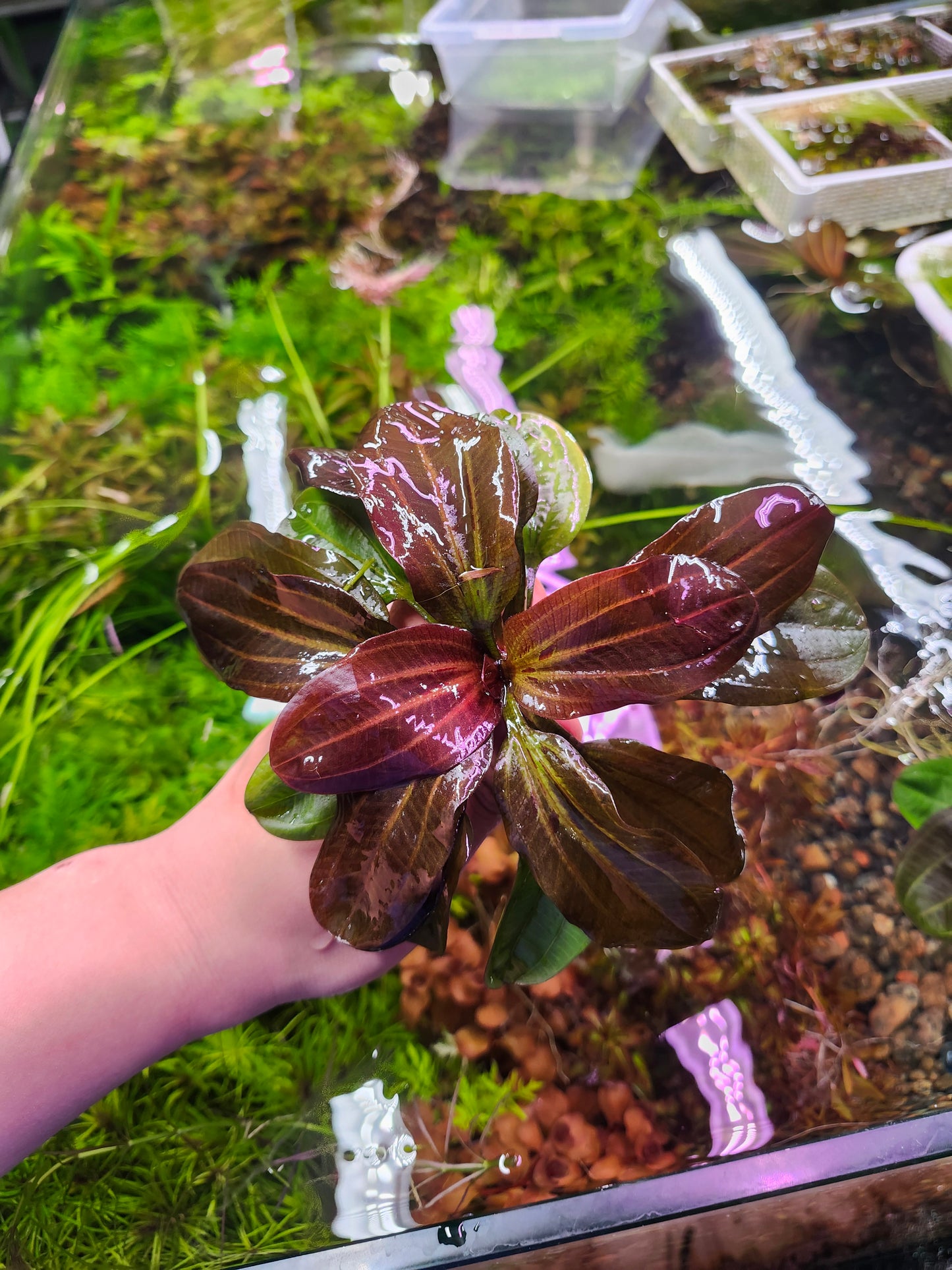 Echinodorus Reni