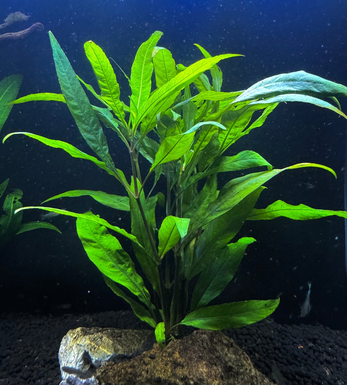 Hygrophila Augustifolia