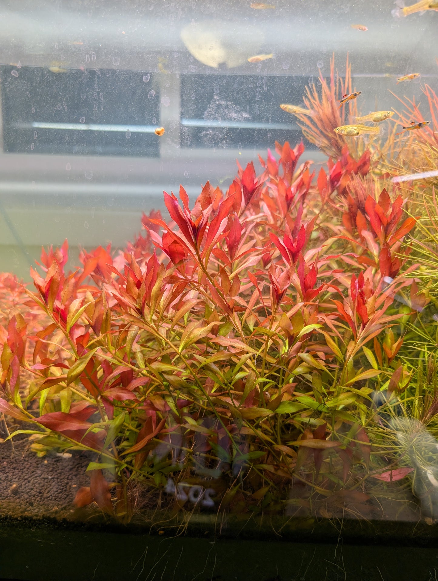 Ludwigia Repens