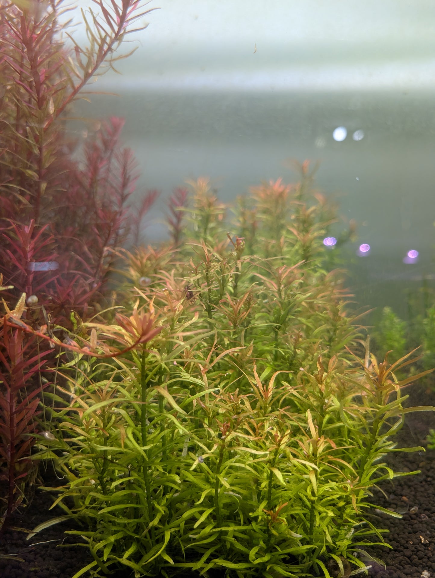 Rotala Sp. Fujian