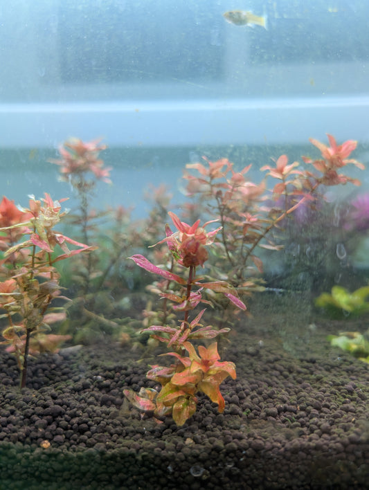Rotala Macrandra