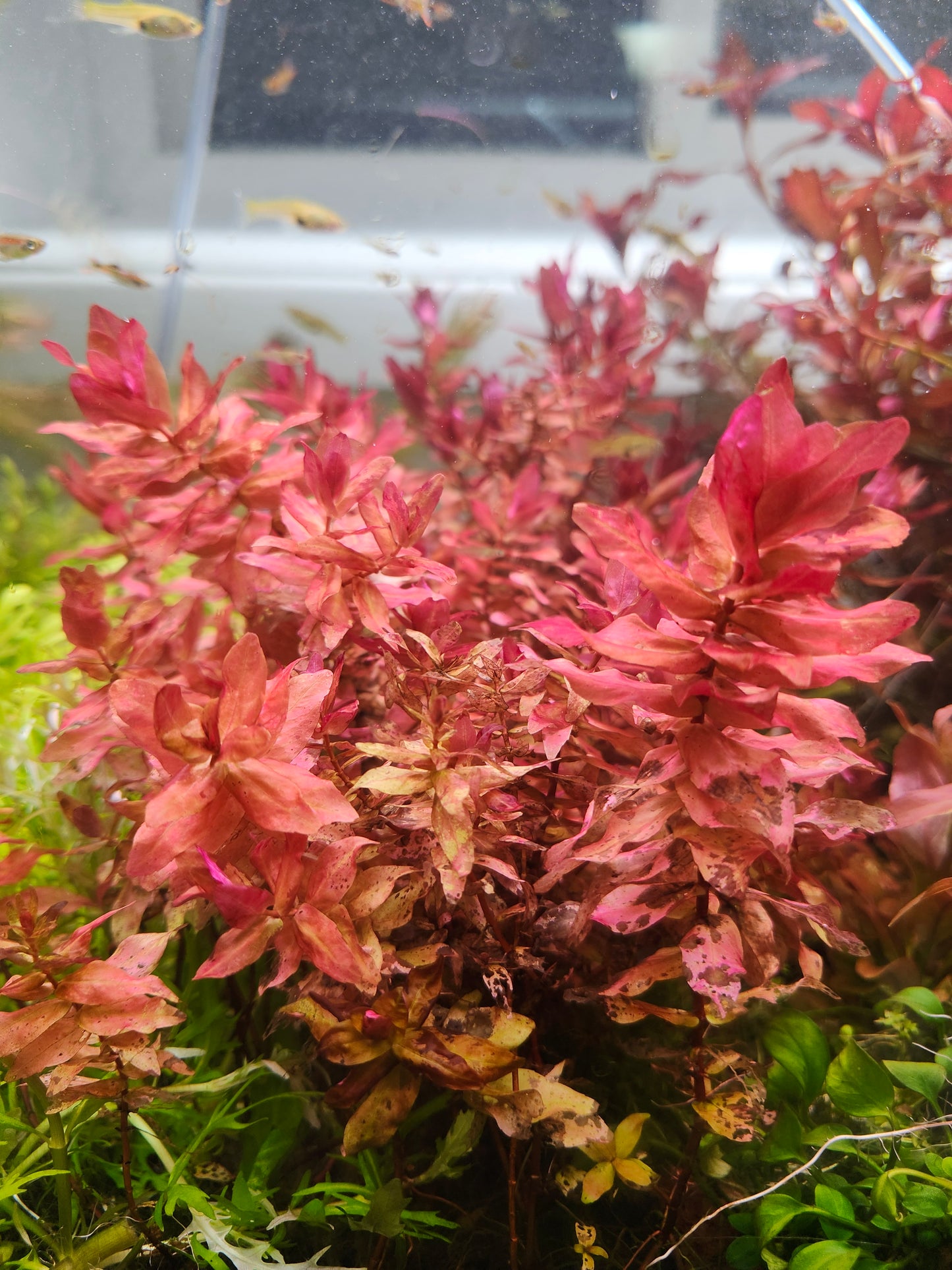 Rotala Macrandra