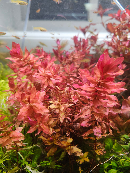 Rotala Macrandra