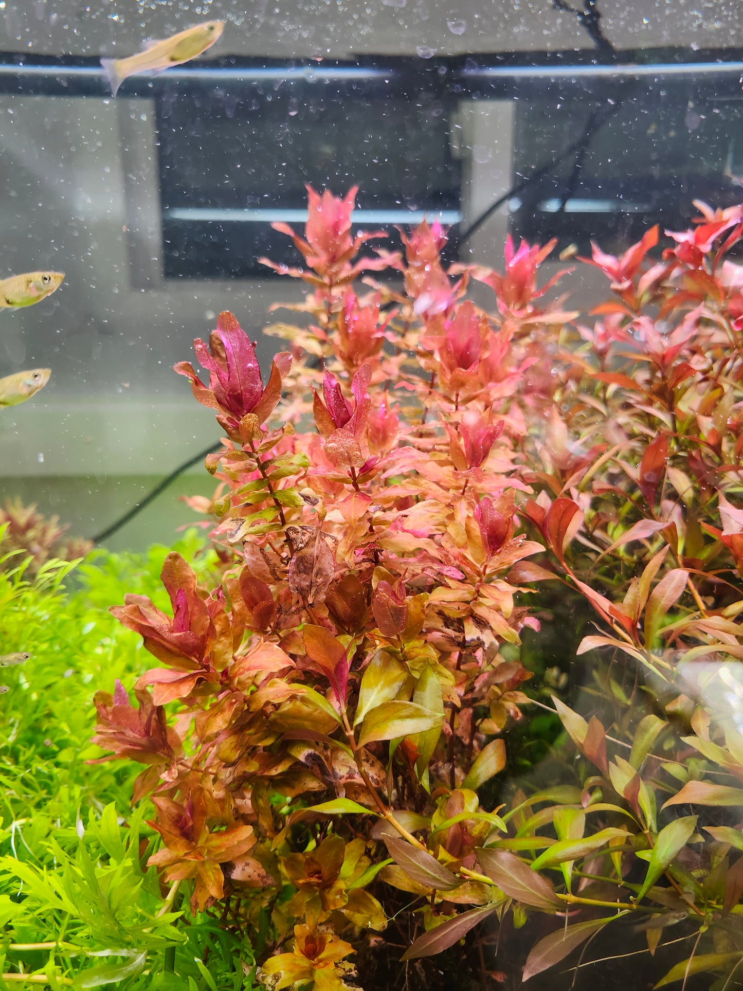 Rotala Macrandra