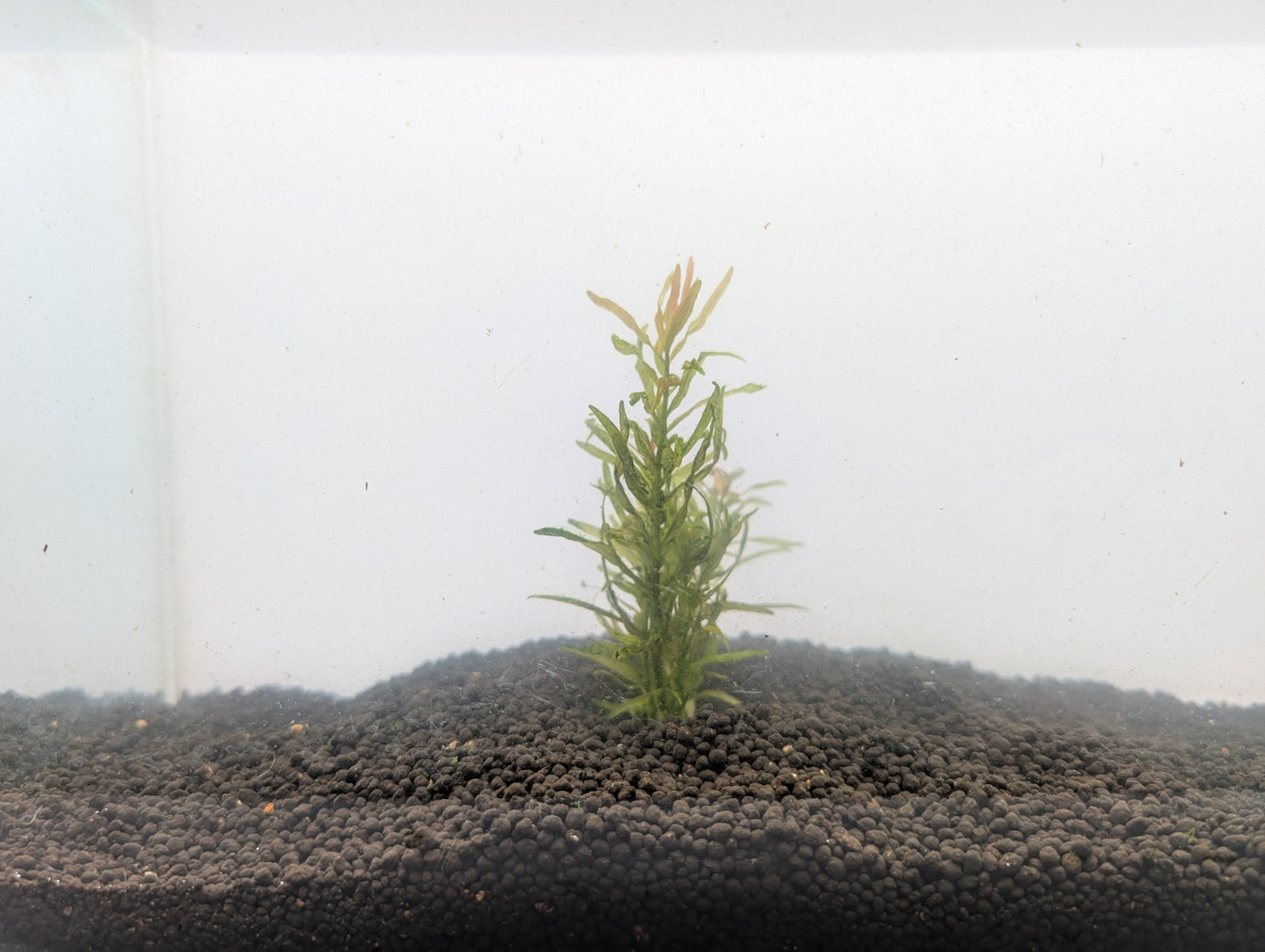 Rotala Sp. Fujian