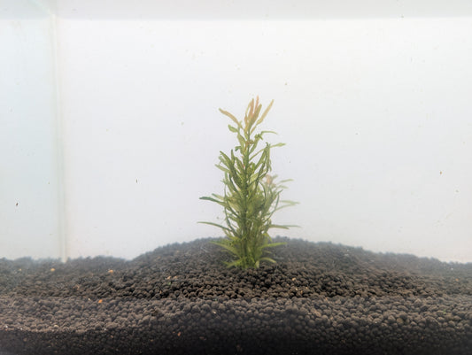 Rotala Sp. Fujian