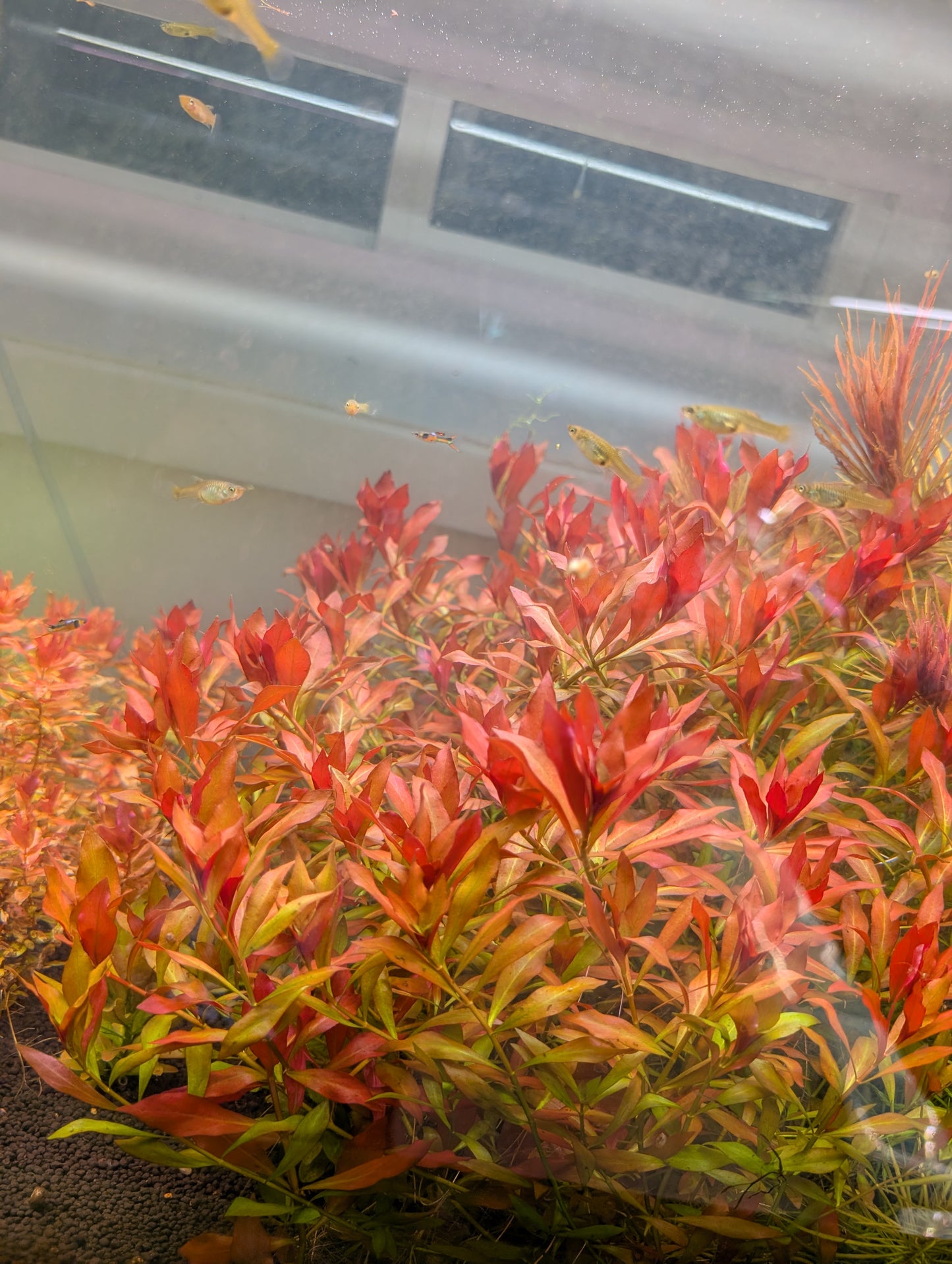 Ludwigia Repens