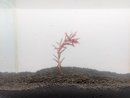 Rotala blood red (rare)