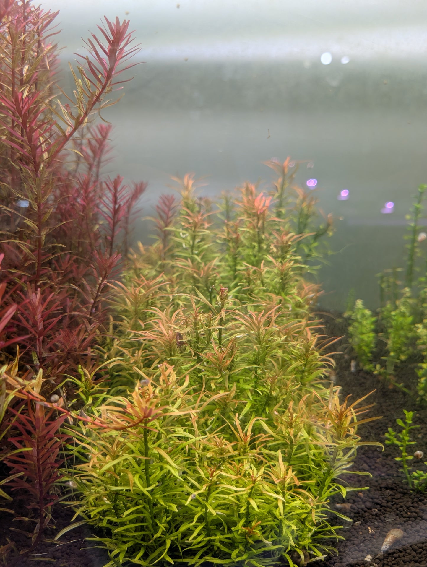 Rotala Sp. Fujian