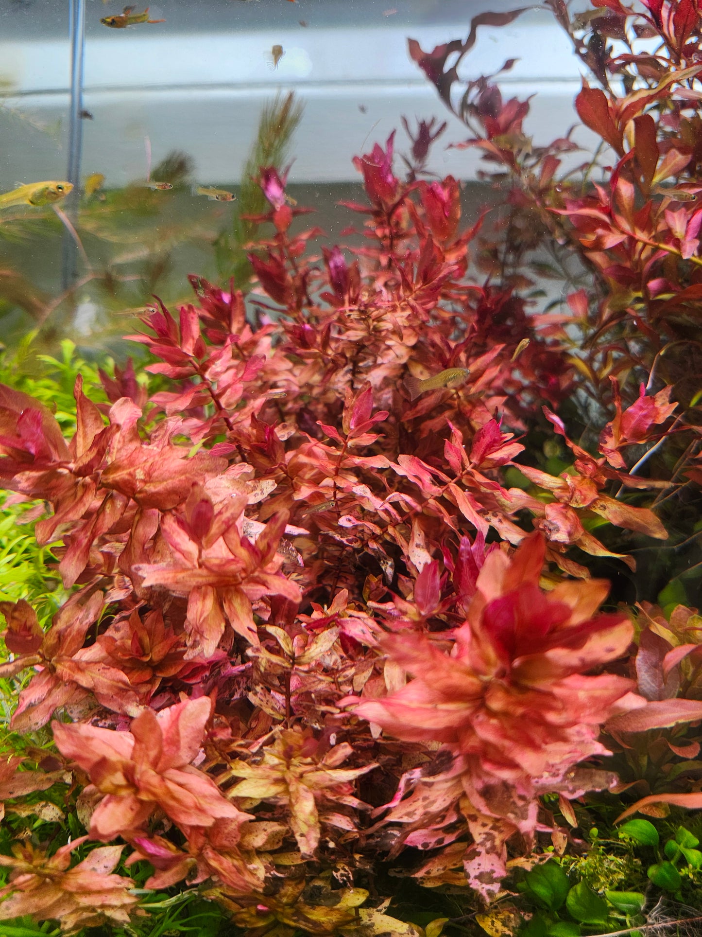 Rotala Macrandra
