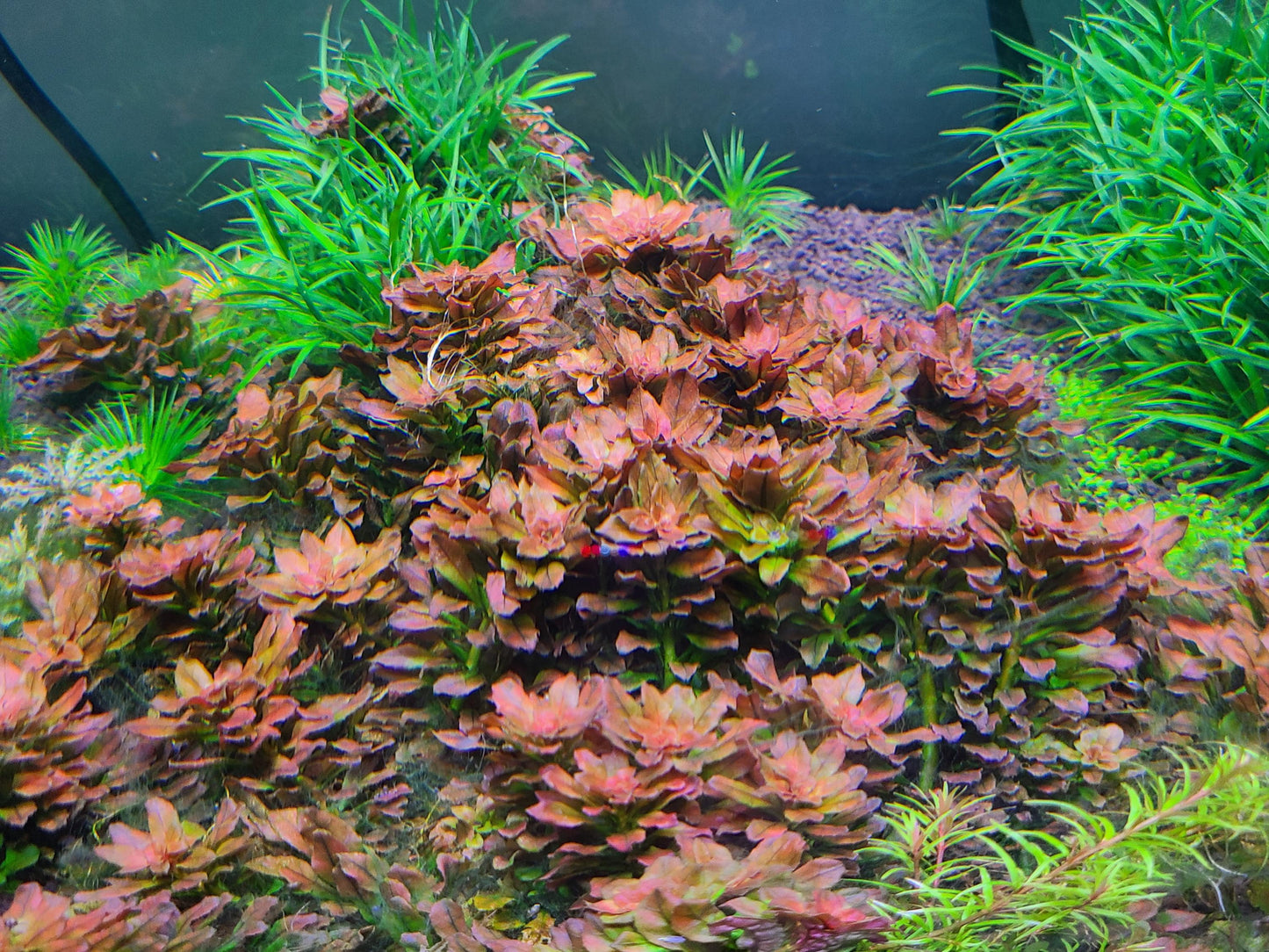 Ludwigia Sphaerocarpa