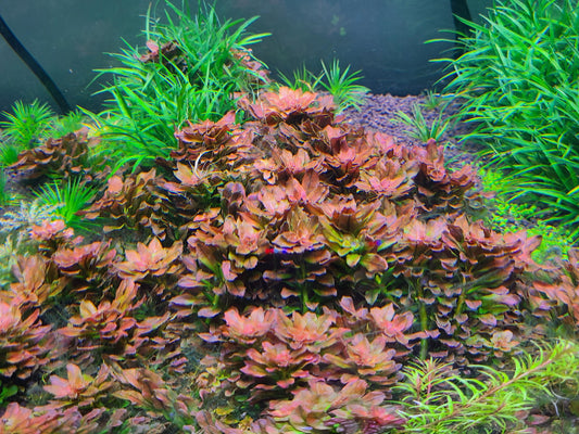 Ludwigia Sphaerocarpa