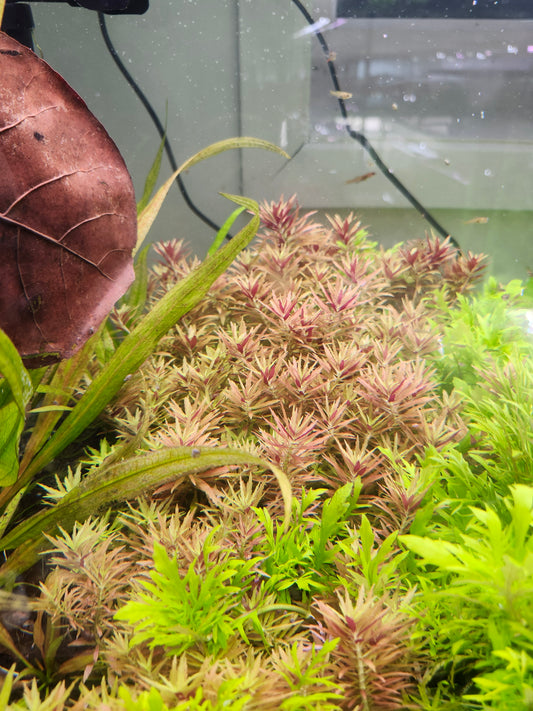 Limnophila Aromatica mini