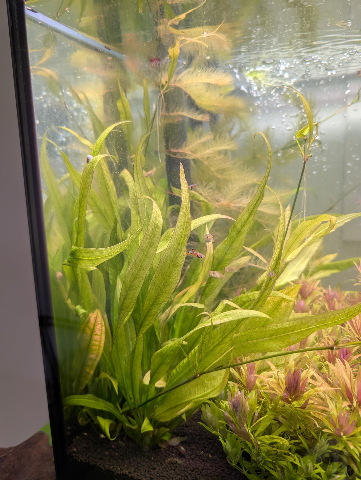 Echinodorus Bleheri