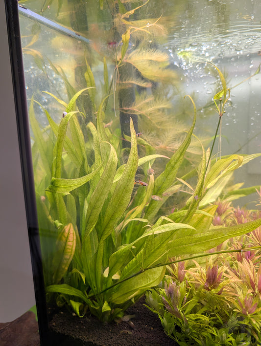 Echinodorus Bleheri