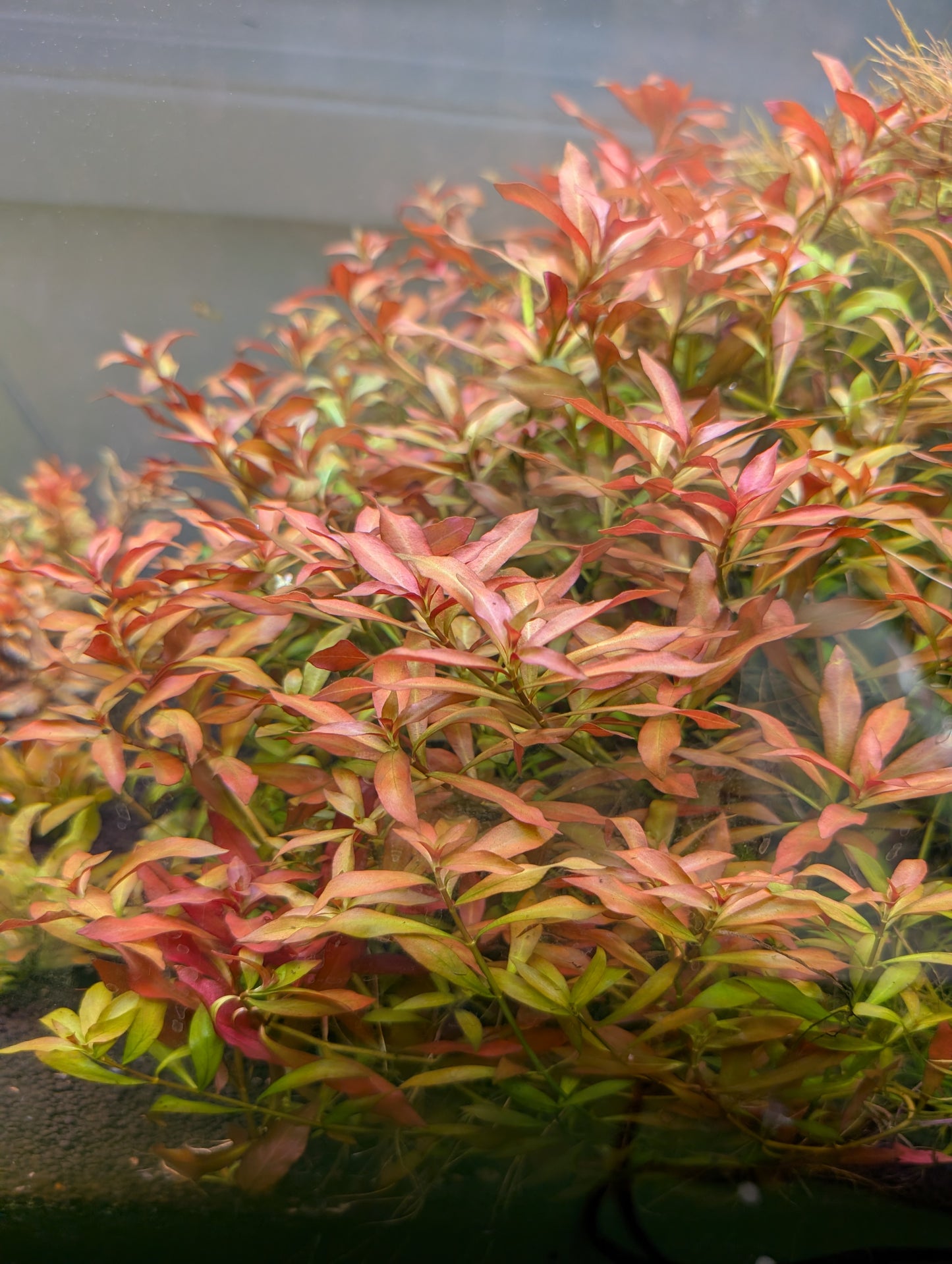 Ludwigia Repens