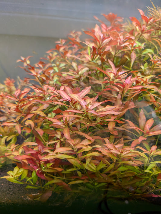 Ludwigia Repens