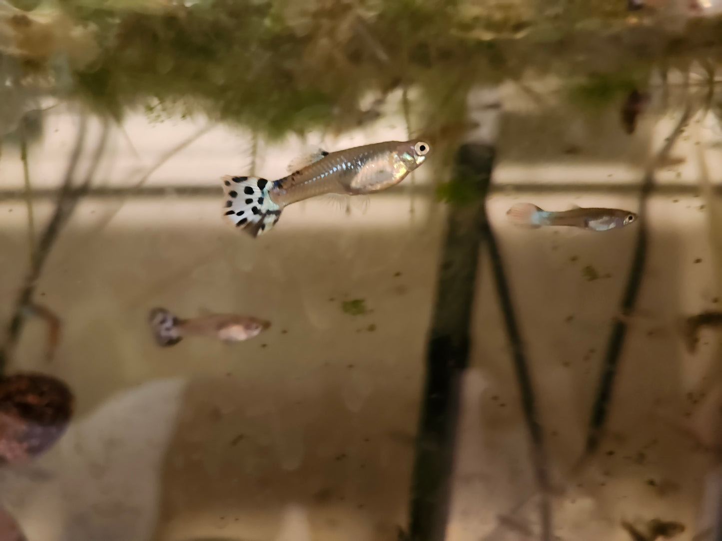 Mixed Guppies