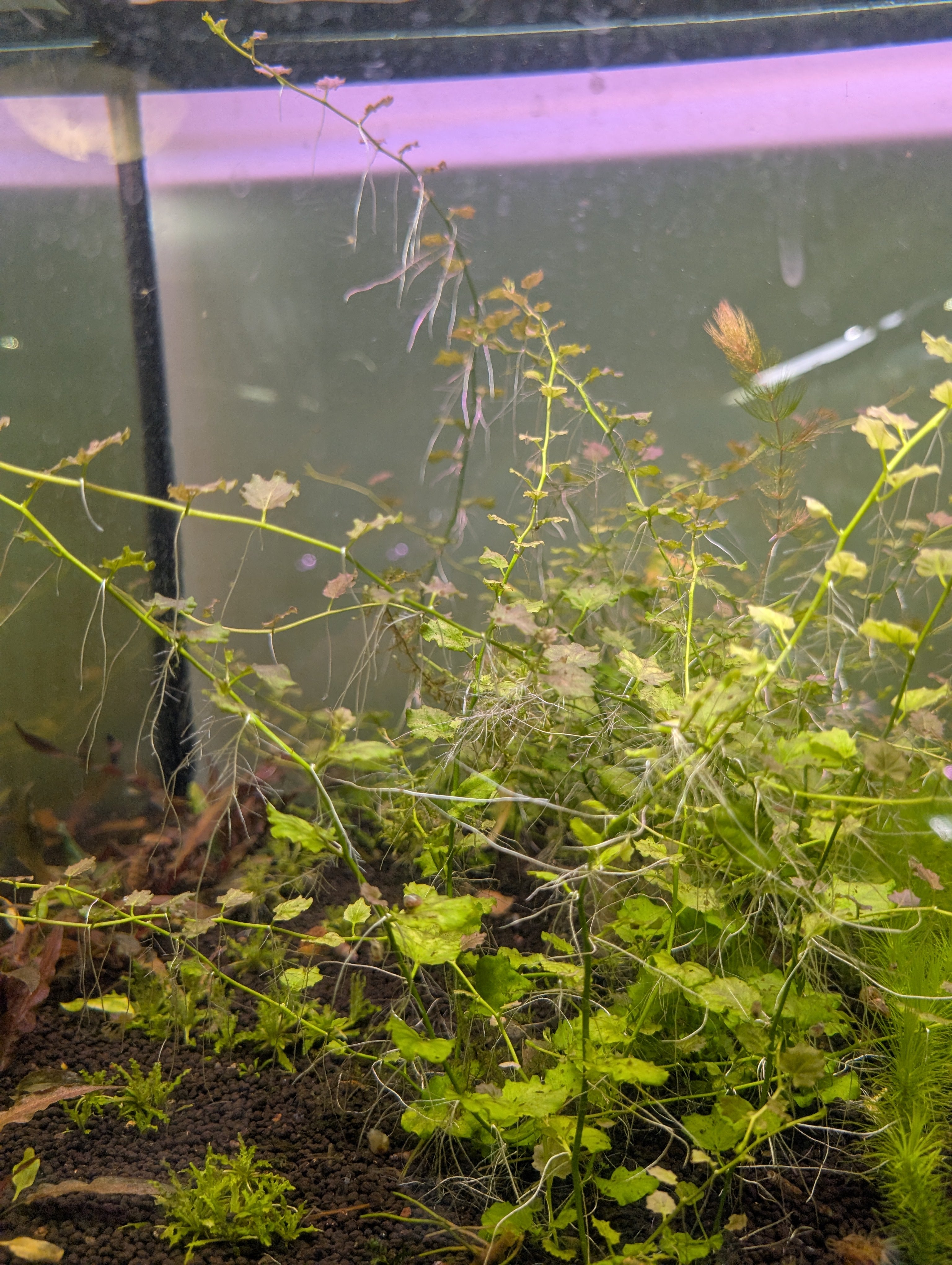 Cardamine Sp Cardamine Lyrata Sp Vietnam – Aquatic Plant Man