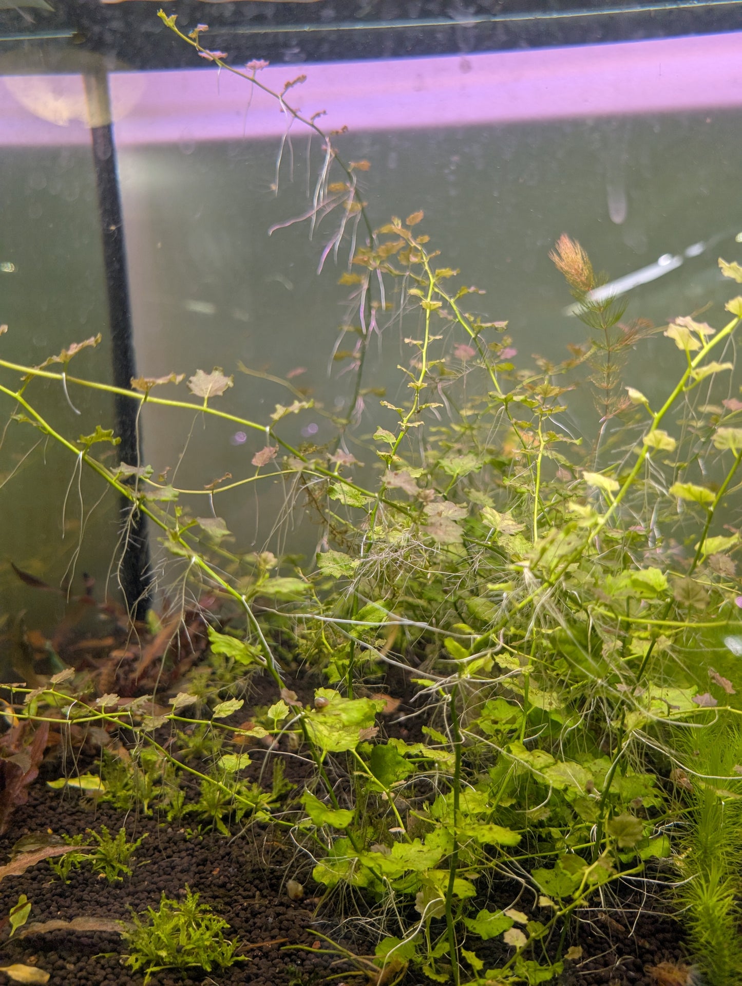Cardamine Lyrata Sp Vietnam