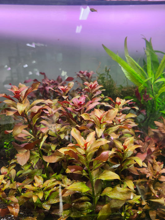 Ludwigia Repens Red Hybrid