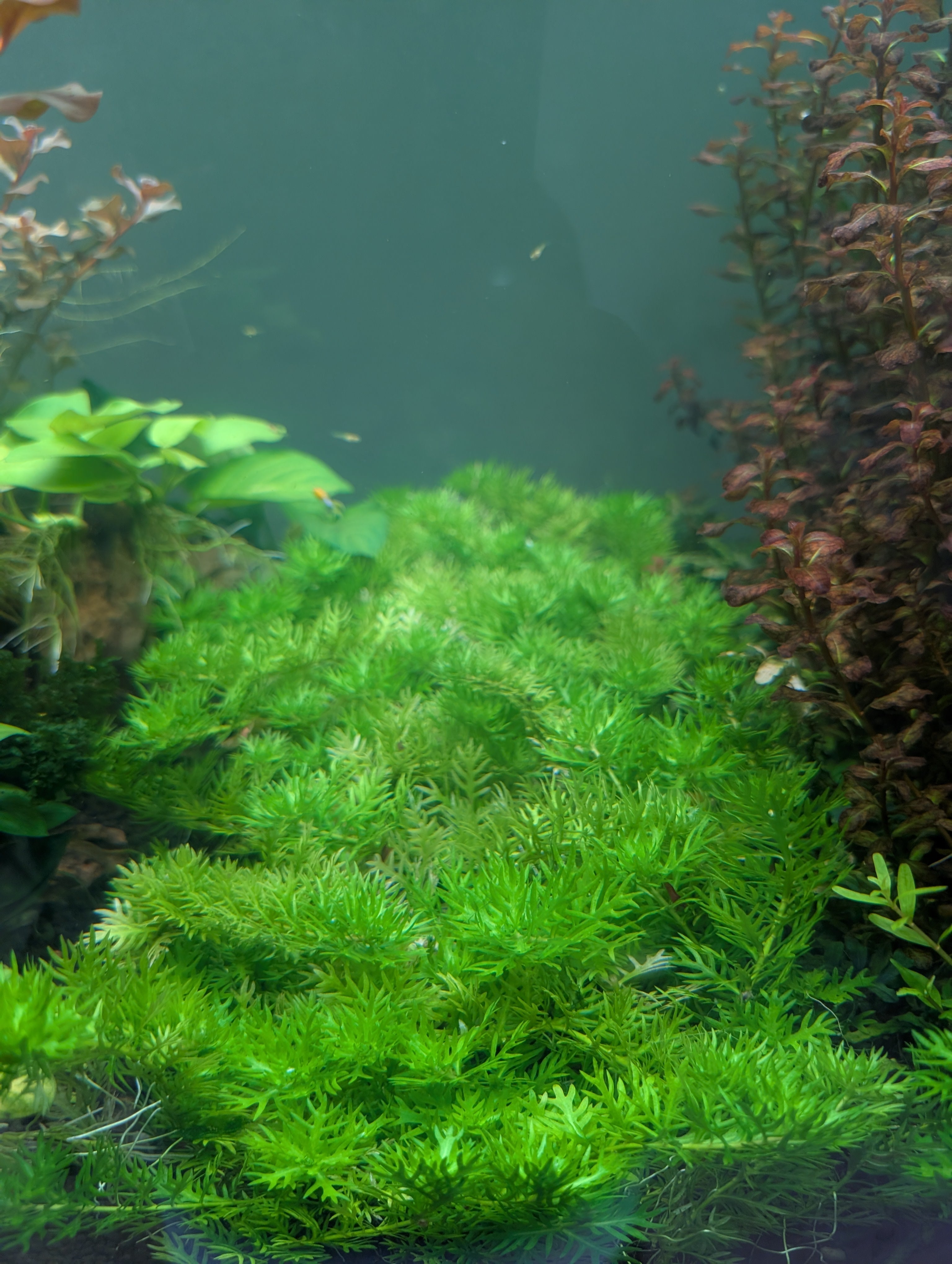 hottonia-palustris-aquatic-plant-man