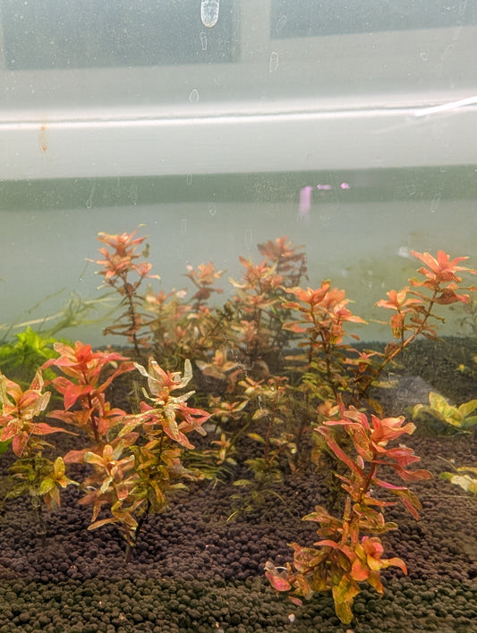 Rotala Macrandra