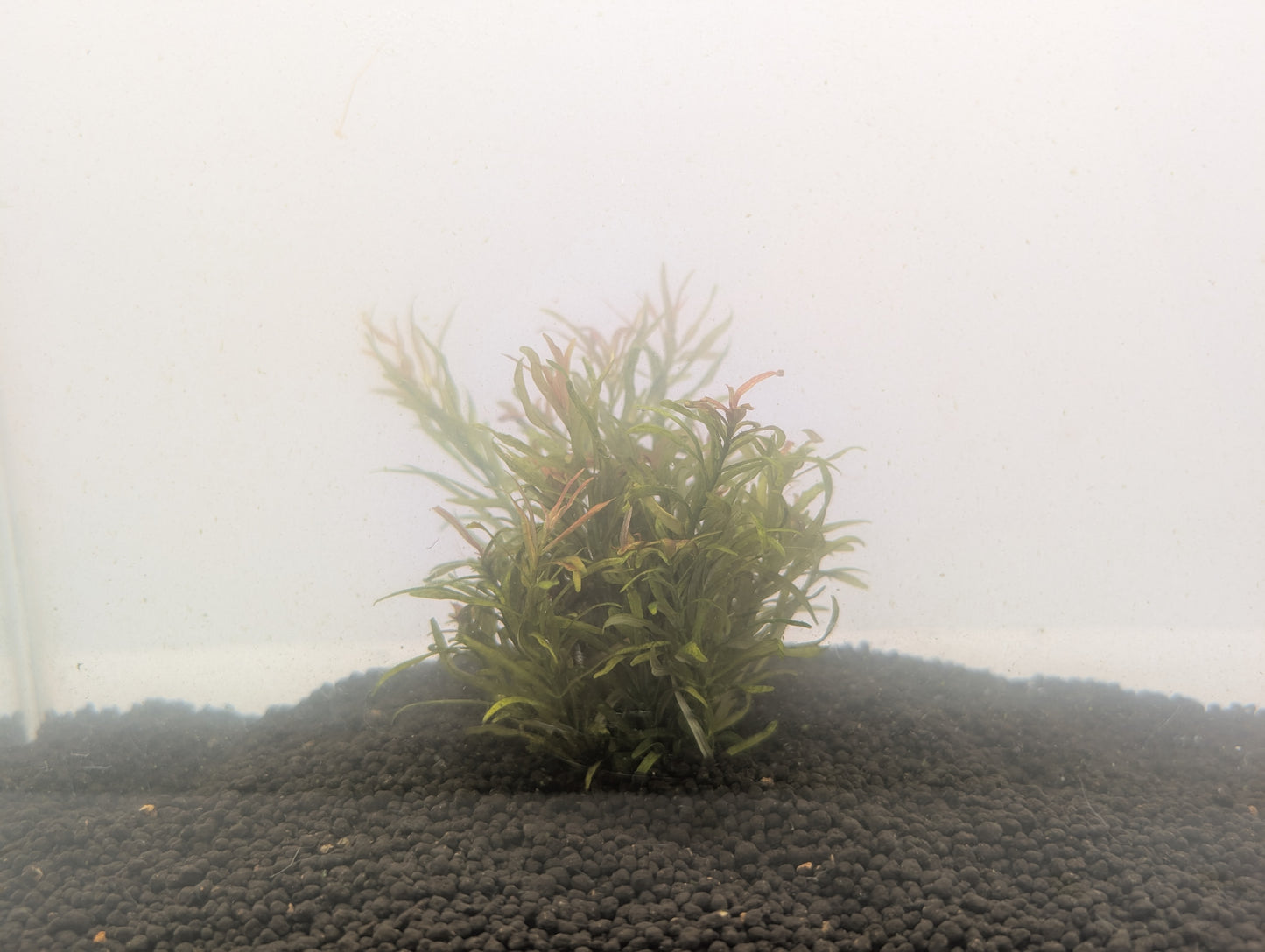 Rotala Sp. Fujian