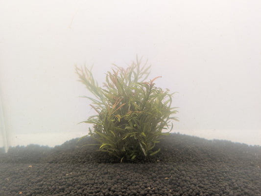 Rotala Sp. Fujian