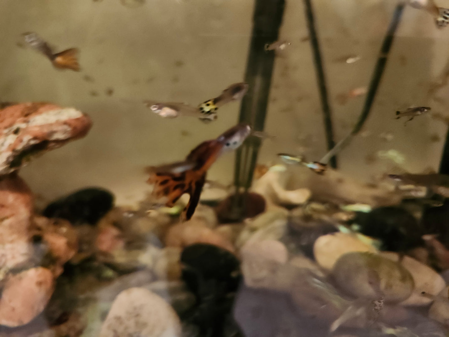 Mixed Guppies