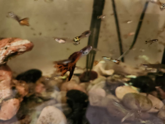 Mixed Guppies