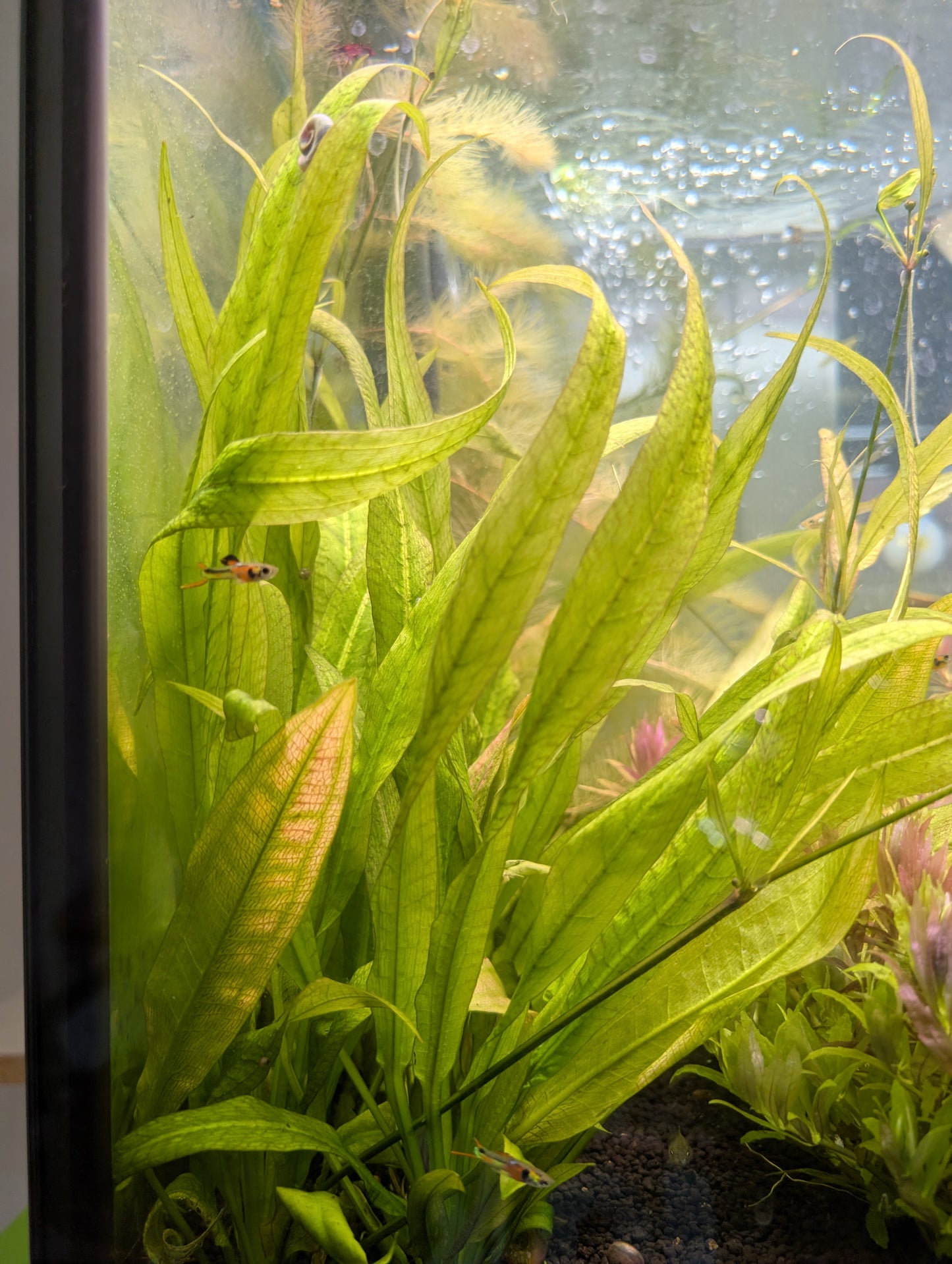 Echinodorus Bleheri