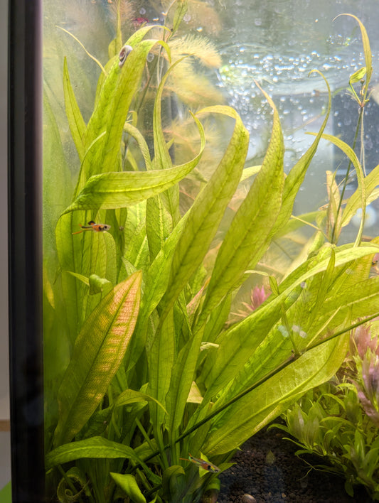 Echinodorus Bleheri