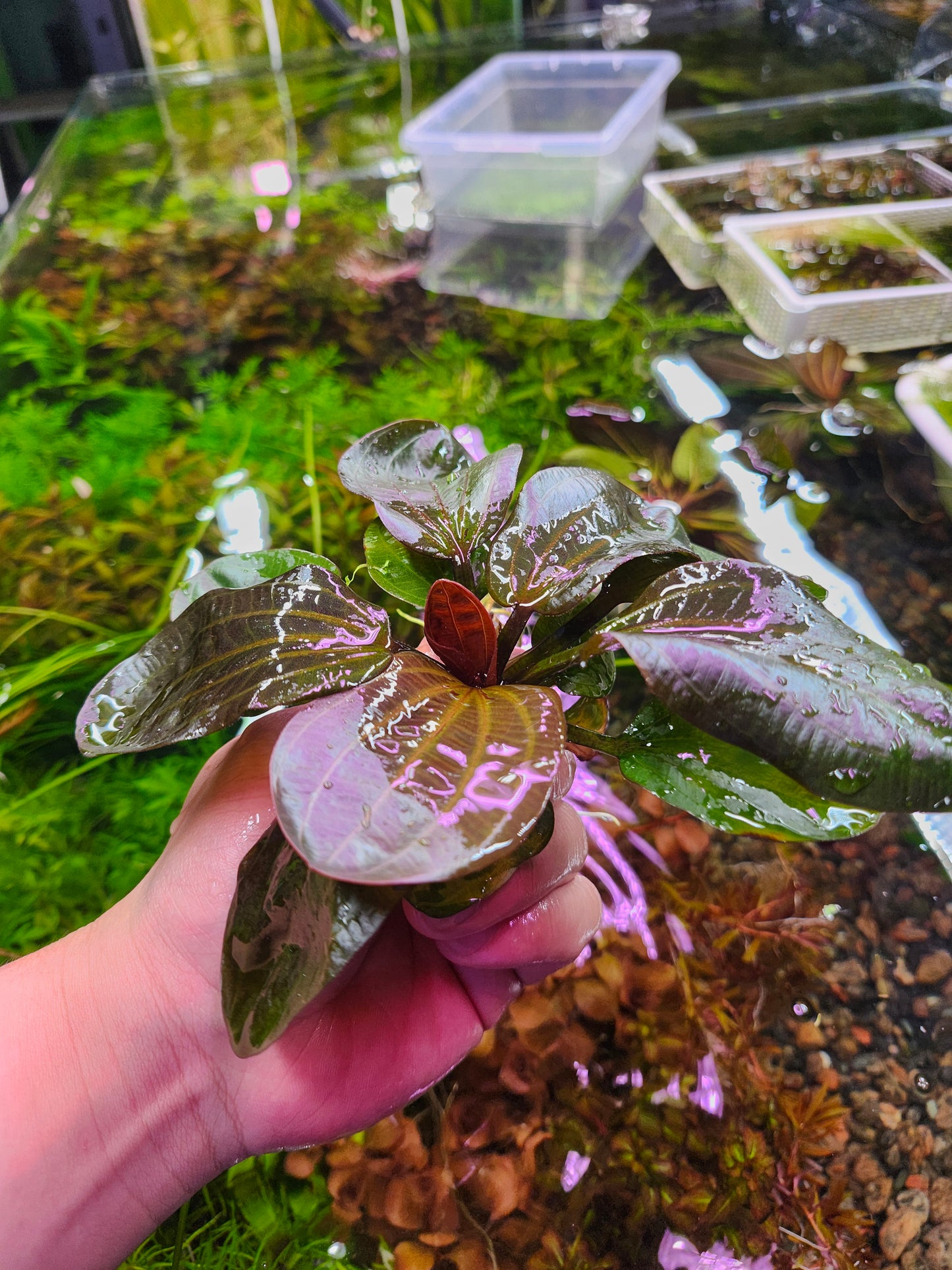 Echinodorus Reni