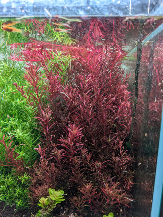 Rotala blood red (rare)