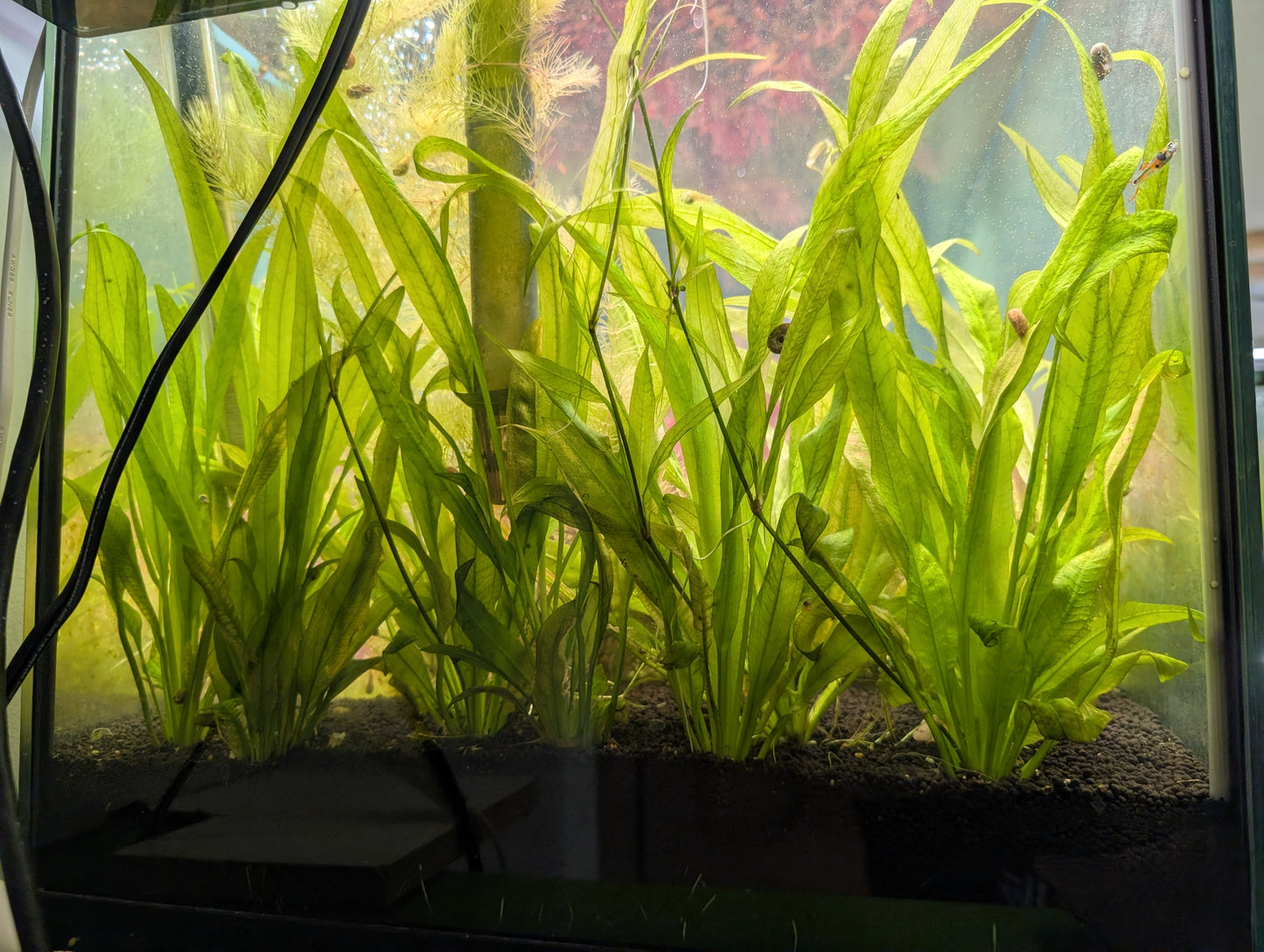 Echinodorus Bleheri