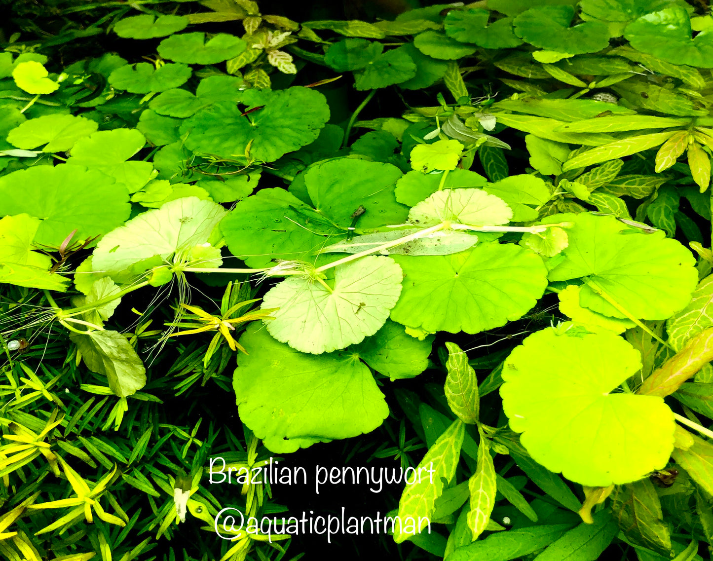 Aquatic Plant Bundle Package (Best value!)