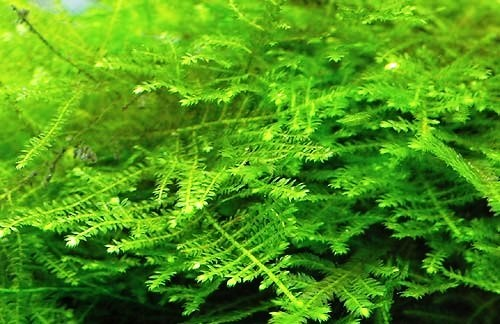 Mystery Moss Packages