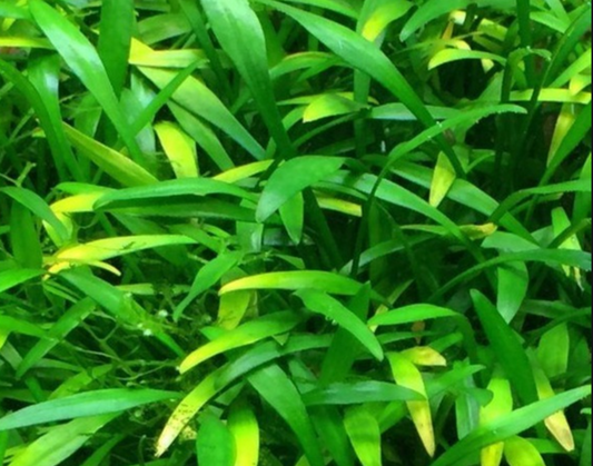 Cryptocoryne parva