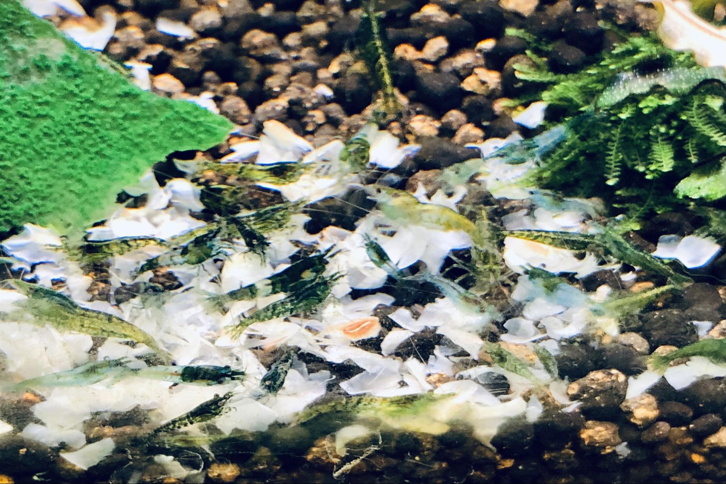 Green Jade  cull ( light green jade  or rili cull)