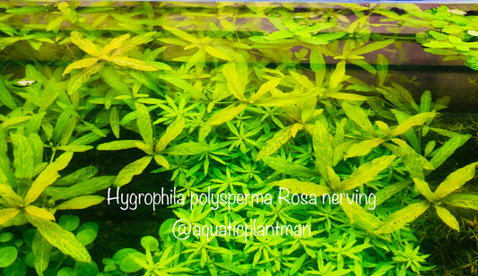 Hygrophila Polysperma Rosanervig